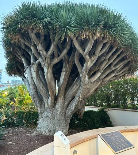 Dracaena Draco