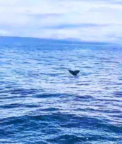 Whale watching