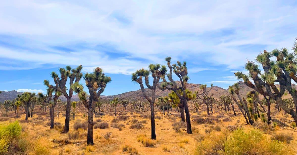 Joshua Tree