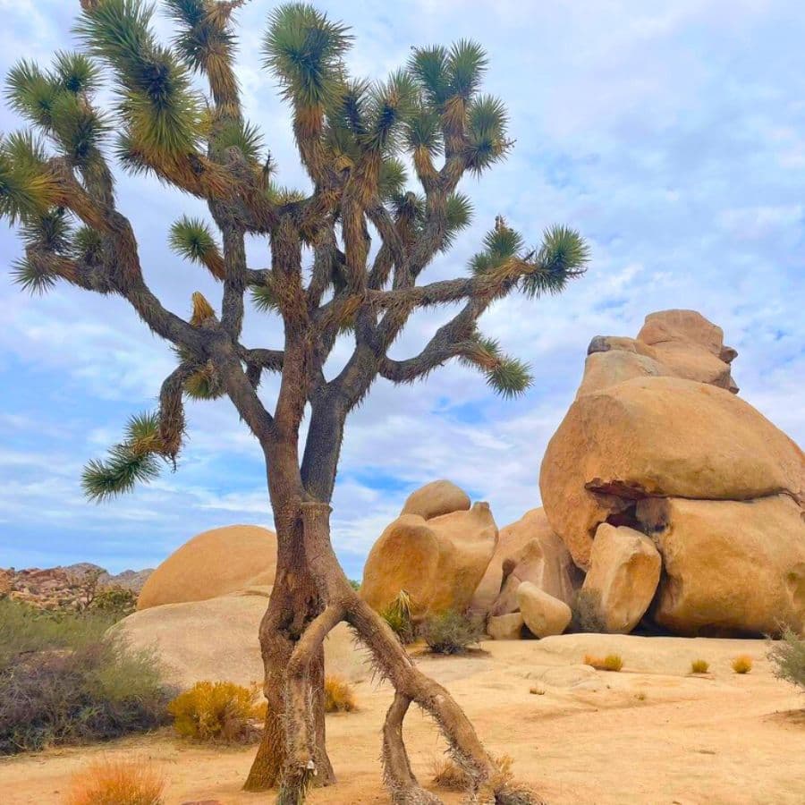 Joshua Tree