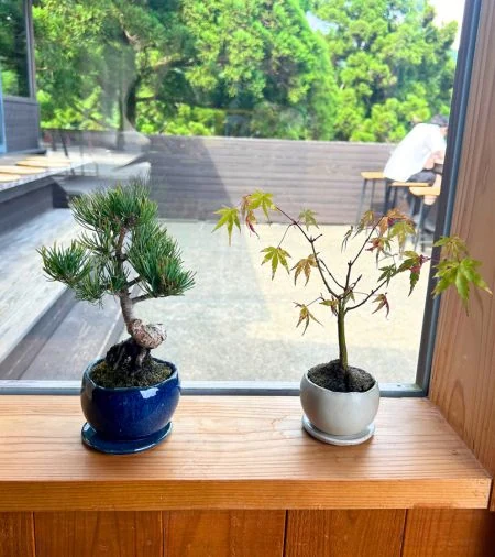 Small bonsai