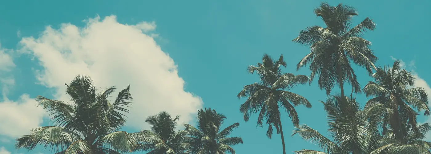Palm tree in the blue sky